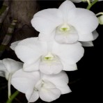 Dendrobium Bangkok White 